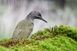 Juveniele groene specht