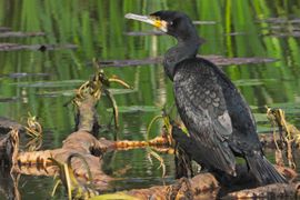 Aalscholver op boomstam