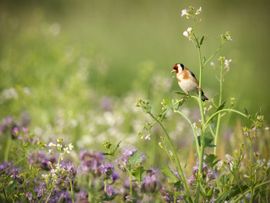 putter in distelveld 
