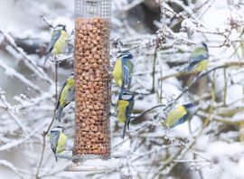 Pimpelmezen in de sneeuw
