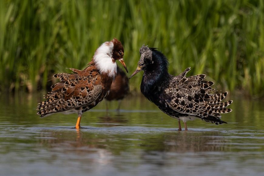 Warming up. De 2 kemphanen bereiden zich voor op wat komen gaat.