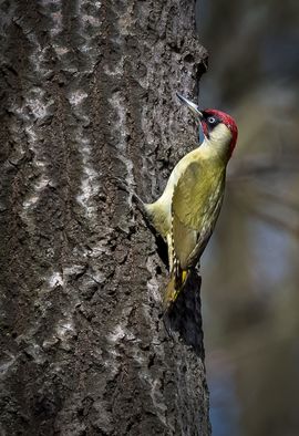 Een olijfgroene verrassing in het bos