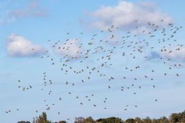 Meer dan 200 goudplevieren in de lucht