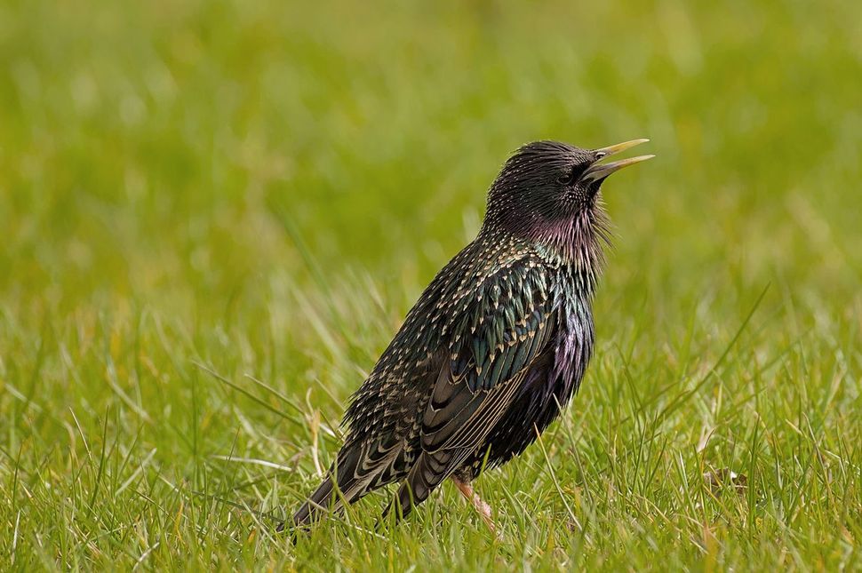 Roepende Spreeuw | Vogelbescherming