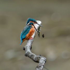 IJsvogel werpt braakballetje uit