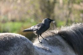Nestmateriaal verzamelen