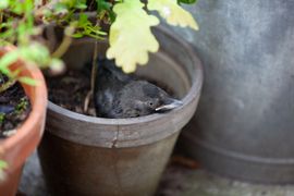 Slaapplek voor baby-kauw