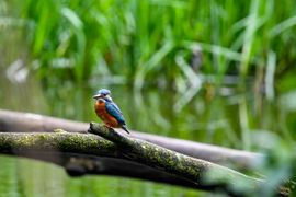 IJsvogel pakt even een momentje voor zichzelf.