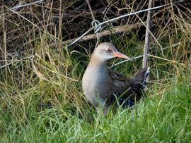 Onverwachte ontmoeting.