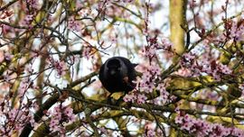 Kauwtje tussen de bloesem!