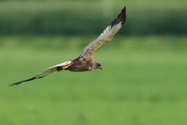 Bruine Kiekendief met prooi