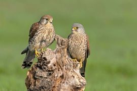 Een koppel torenvalken tijdens broedtijd