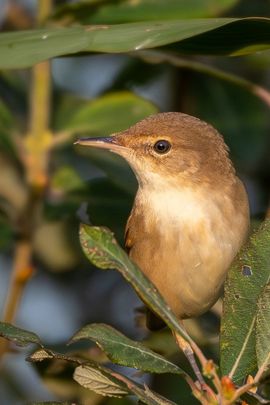 De laatste kleine karekiet