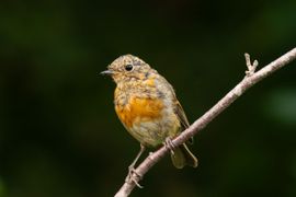 Roodborst 