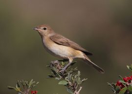 Garden Warbler Standing on Lentisk tree