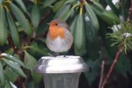 Roodborstje als lichtbaken