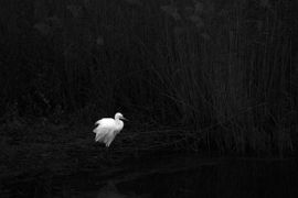 De Zilverreiger in zwart wit 