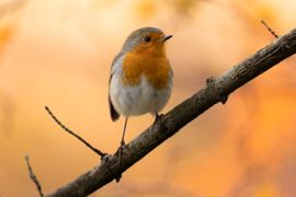 Roodborst in herfstbos