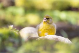 Groenling tussen het groen