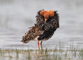 Koning van de Polder