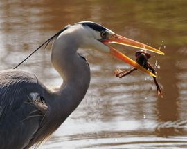 Blauwe Reiger eet kikker