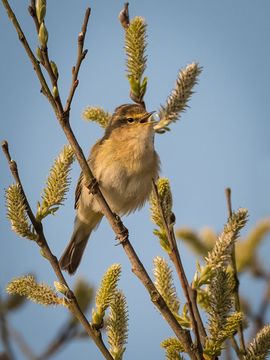 Zingend tussen de wilgetakjes...