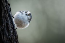 Een snoezig bolletje kwam tevoorschijn