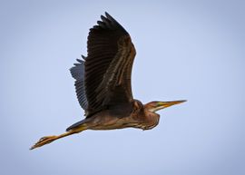 Met een rustige vleugelslag vloog deze purperreiger over...
