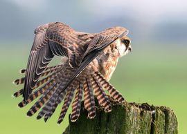 Roodpootvalk schudt de veren