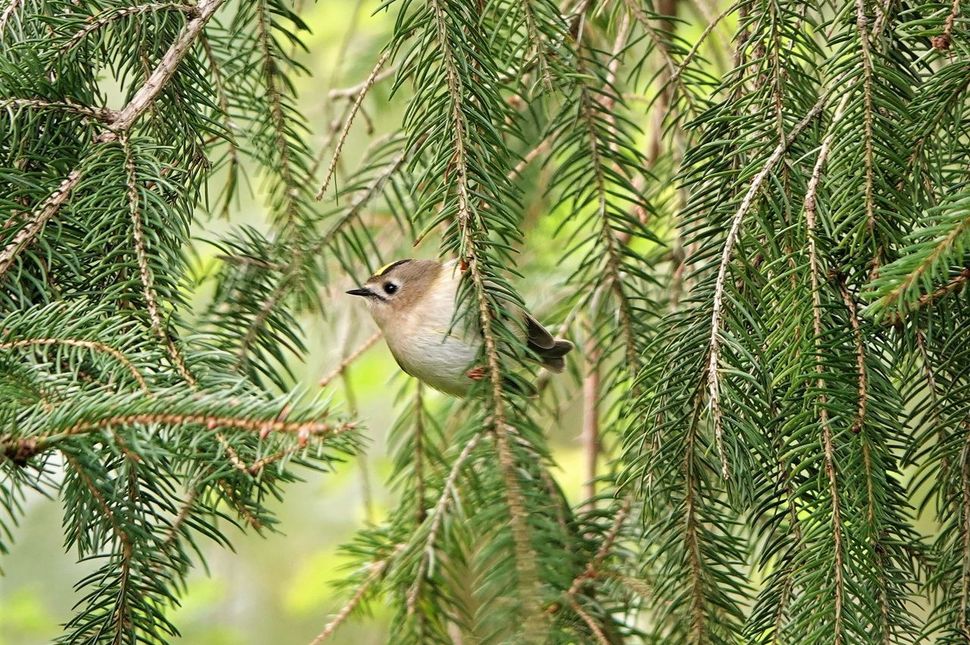 Vliegensvlug Vuurgoudhaantje | Vogelbescherming