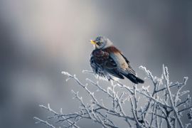 Kramsvogel in winterwonderland 