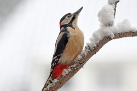 Grote bonte specht in de winter