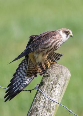 Roodpootvalk strekt de vleugels na een maaltijd