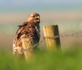 Buizerd.