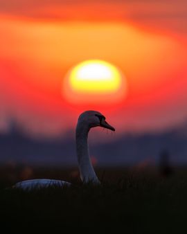 Knobbelzwaan tijdens zonsondergang