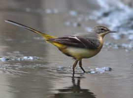 Grey Wagtail 