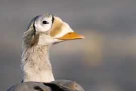 Close-up van de brileider