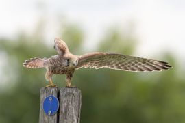 Bij het volgende paaltje rechts!