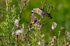 Ouderliefde in de natuur: Puttertje voedt haar jong.