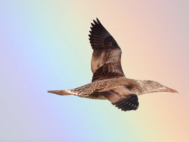 Jonge Jan-van-Gent vliegt voor de regenboog langs op de Waddenzee