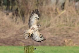 Opvliegende buizerd