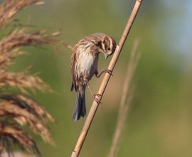 Reed Bunting in Malta 