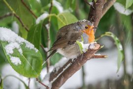 Schuilen voor de sneeuw