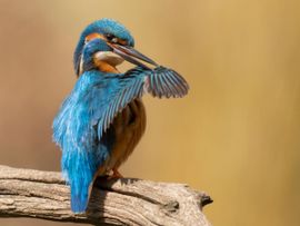 IJsvogel (v) bezig aan een wasbeurt