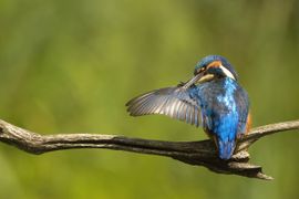 IJsvogel