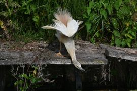 Ralreiger schudt de veren