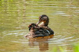 Wilde eend bezig met dagelijkse poetsbeurt.