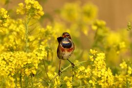 Blauwborst in het geel