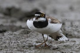 Mannetje Kleine plevier toont imponeergedrag aan vrouwtje