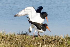 De lente is niet meer ver weg